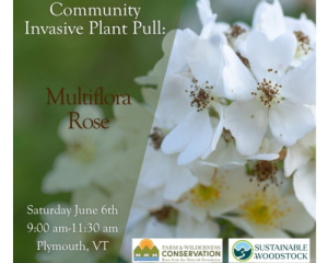 Community Invasive Plant Pull