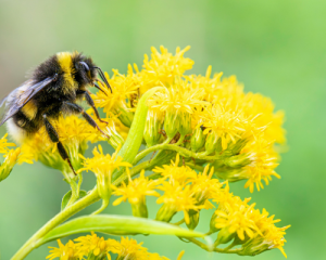 Native Plant Seed Saving Walk